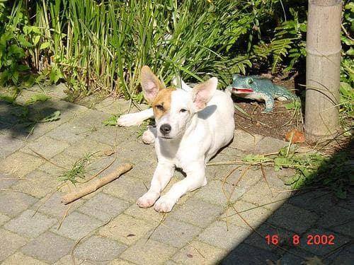 Charlie, a chihuahua mix dog available for adoption